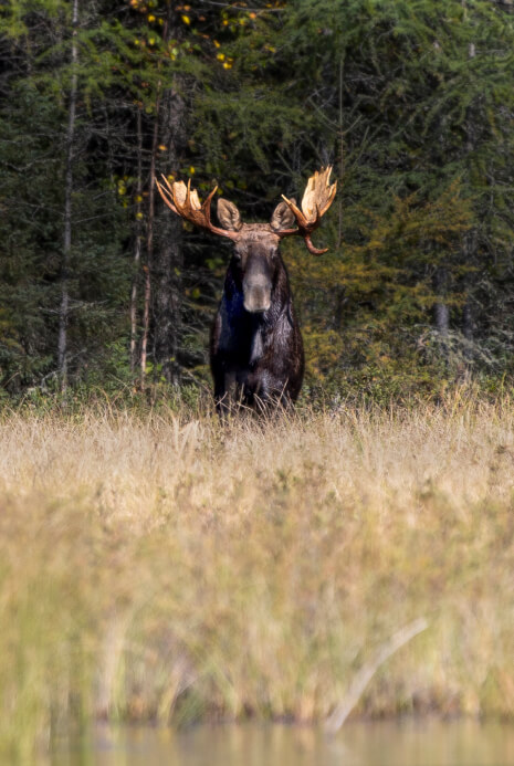 image of a moose