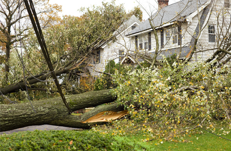 photo of a fallen tree on a house
