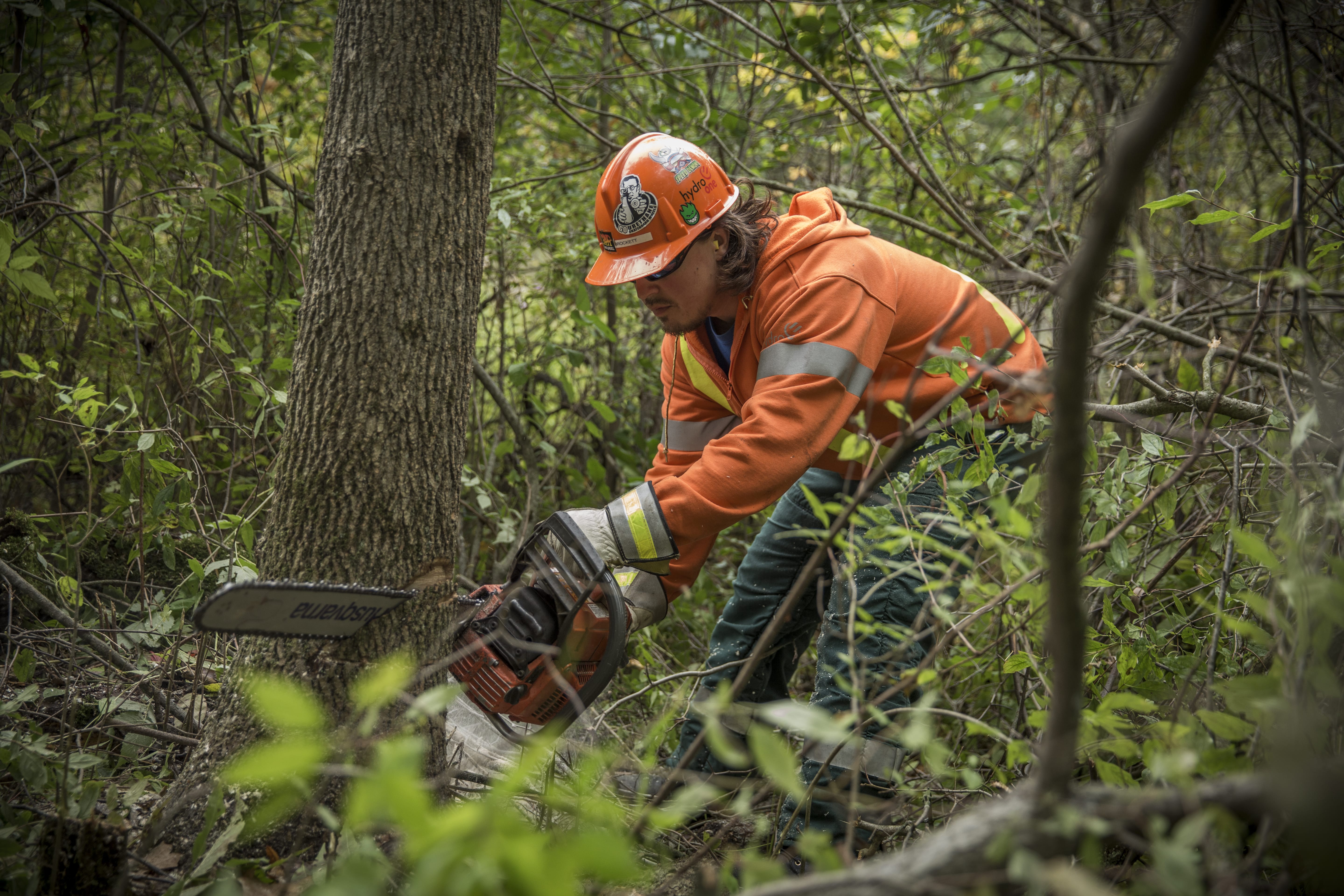 Photo of a Hydro One forestry worker