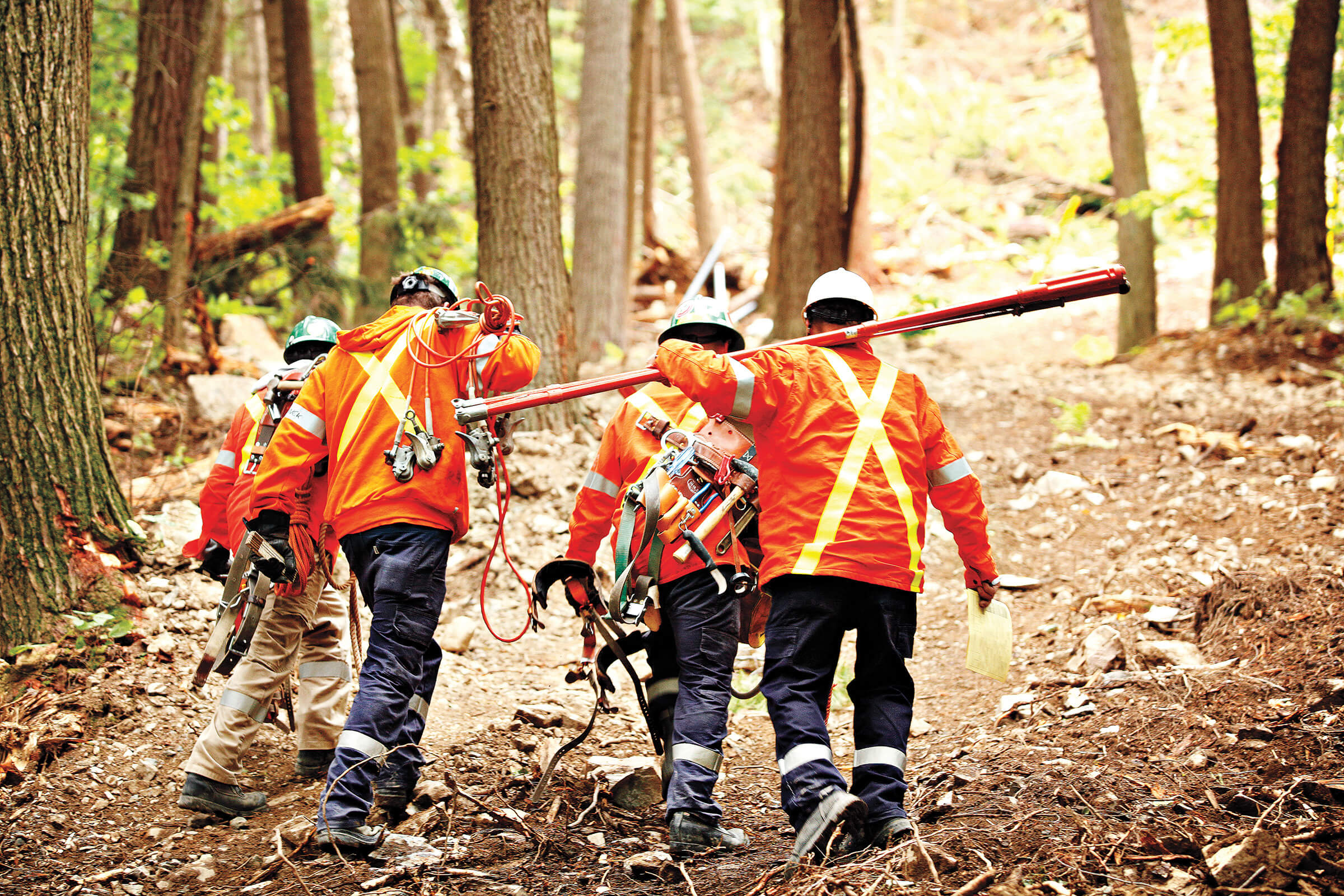 Photo of Hydro One in-field workers in a forest