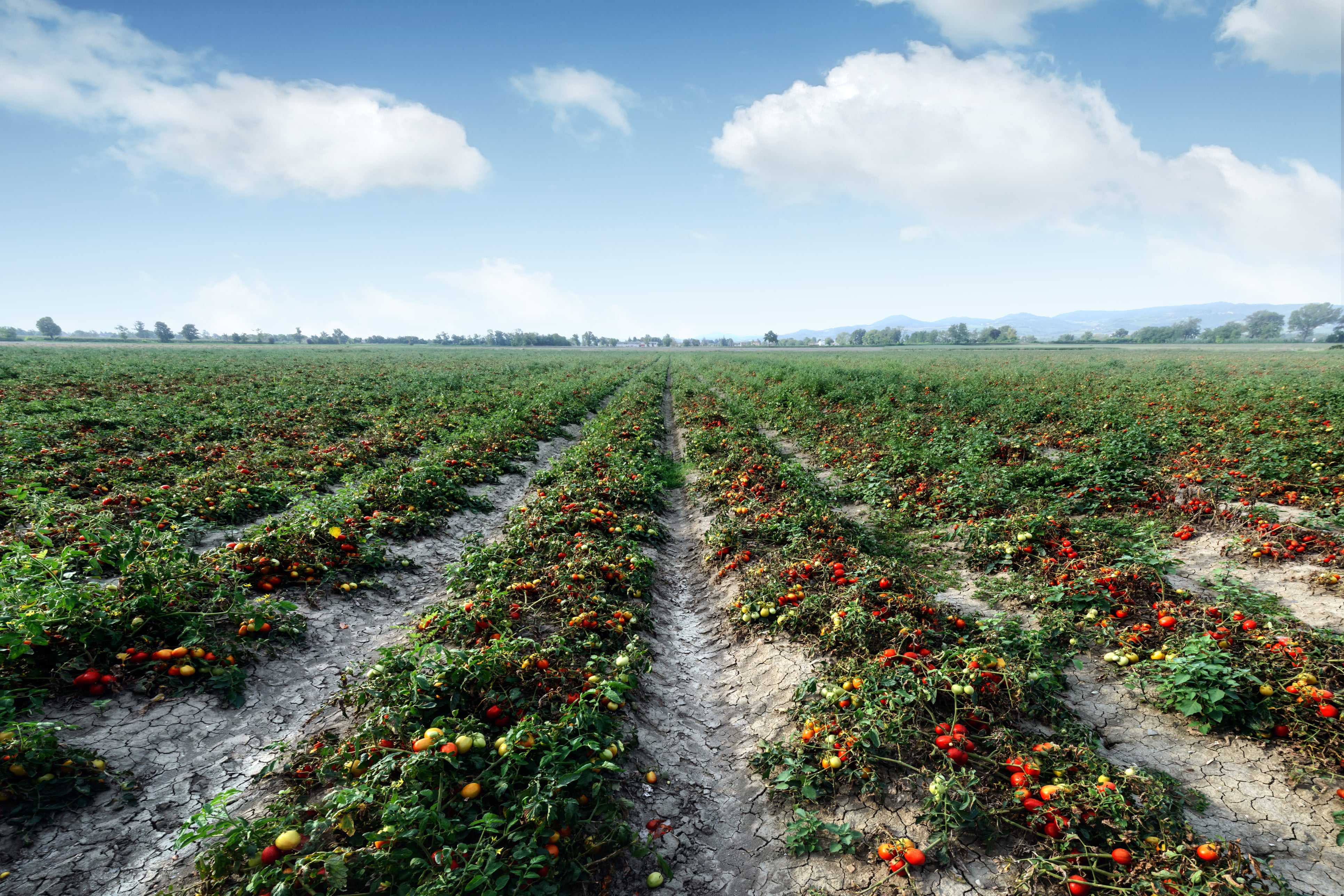Image of a tomato field on a farm