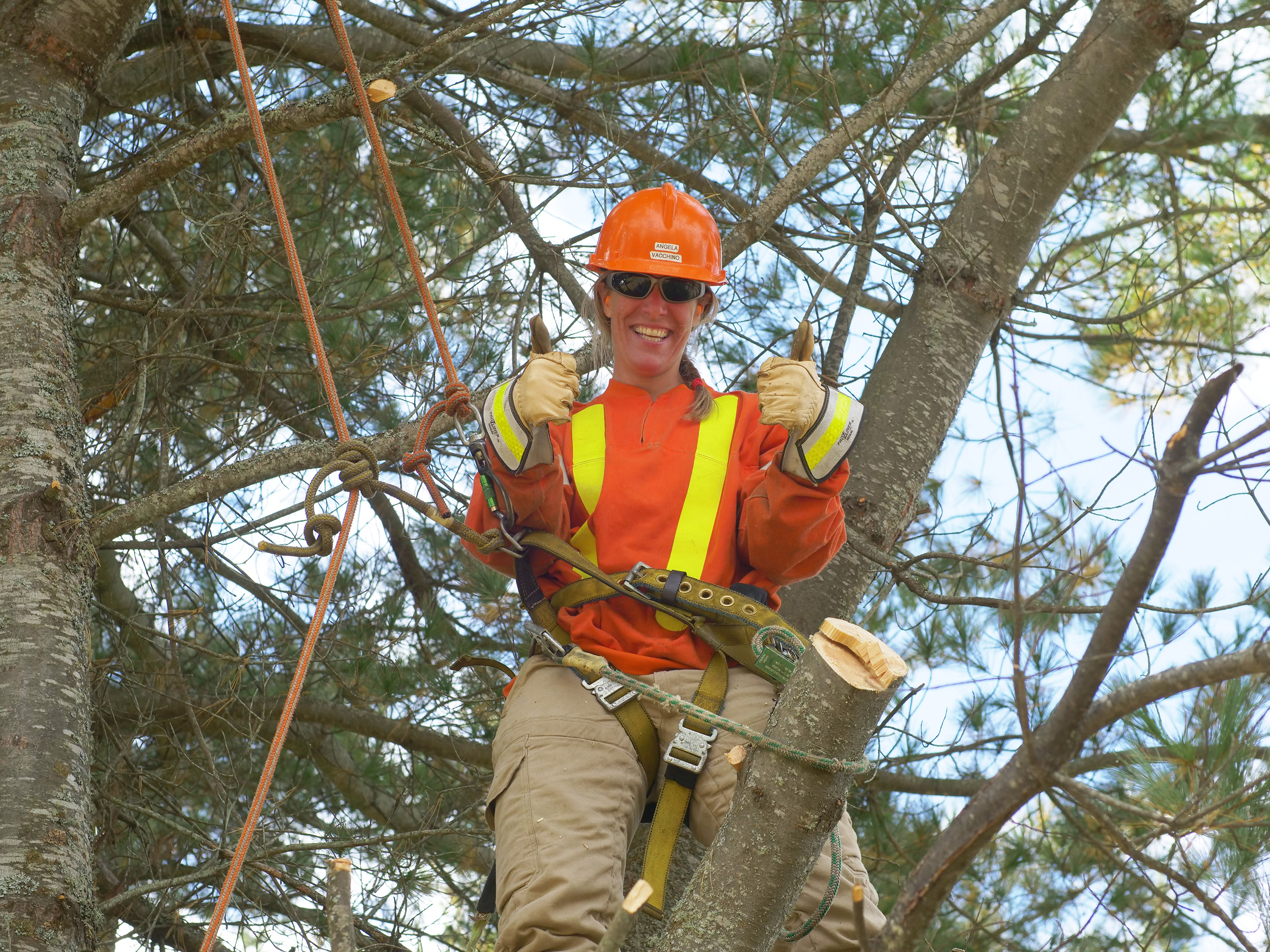 photo of a Hydro One Forestry employee in a tree