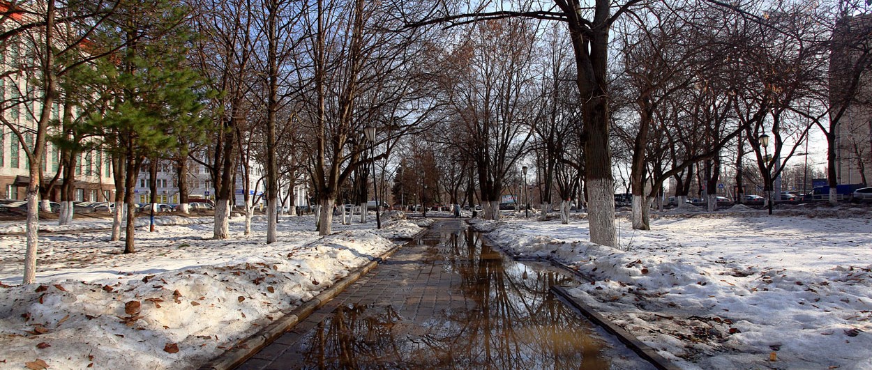 a flooded sidewalk lined by trees