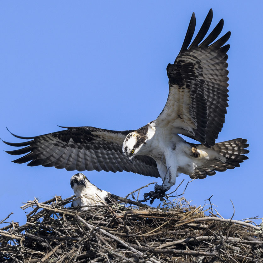 Photo of a falcon in a nest