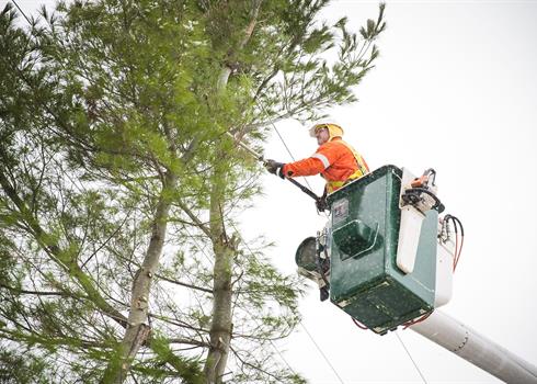photo of a Hydro One Forestry worker doing tree trimming from a bucket
