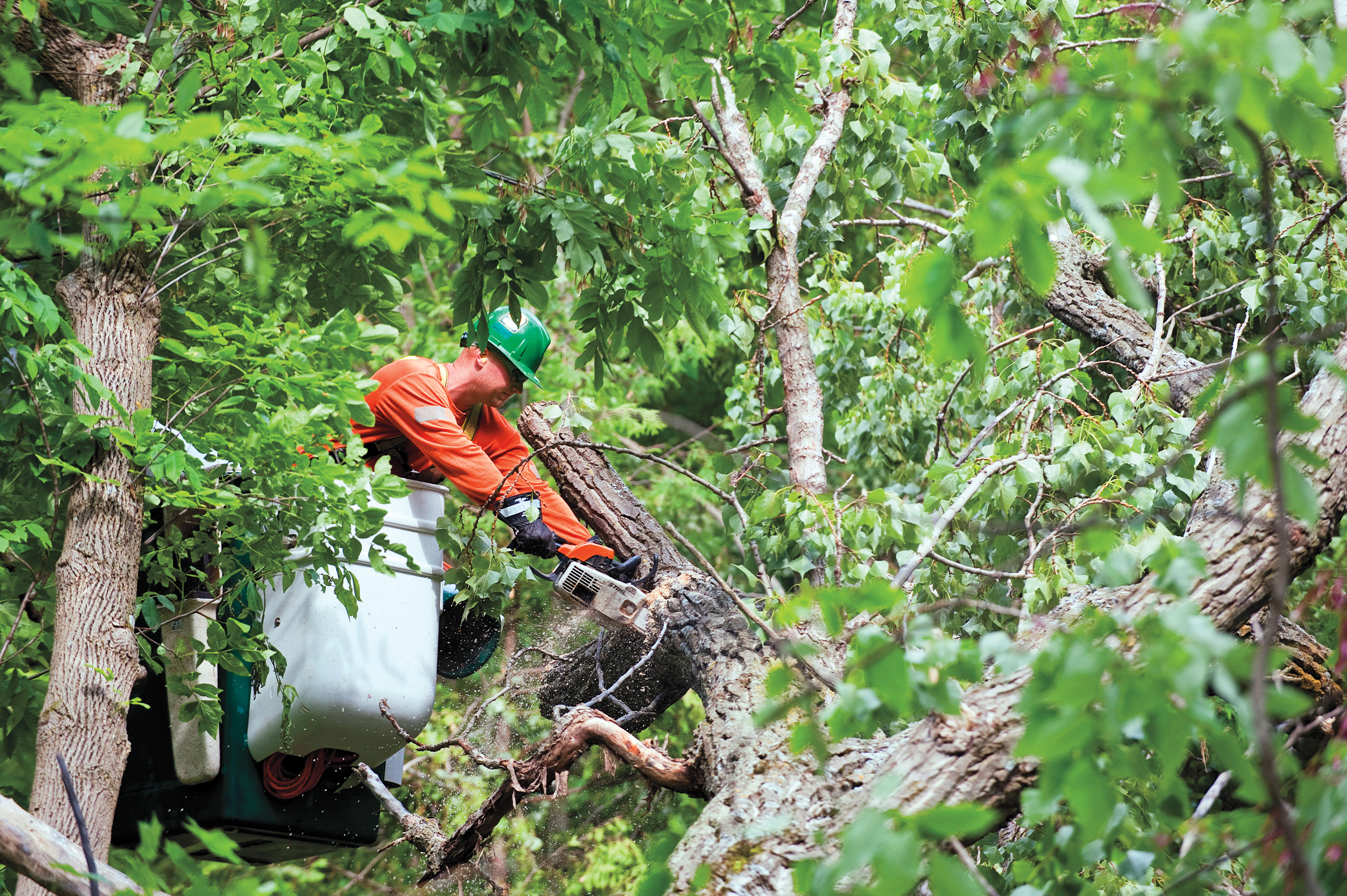 Request tree trimming service