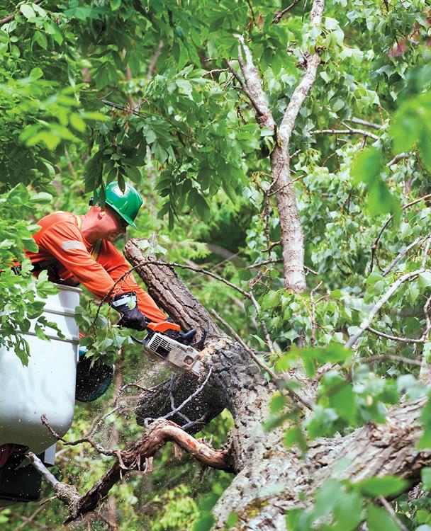 photo of a Hydro One forestry worker trimming trees