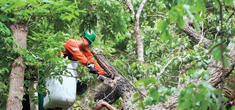 Tree Trimming