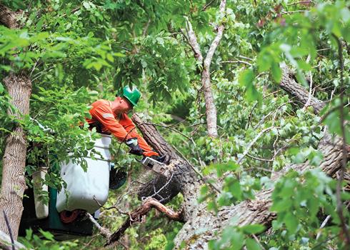 Image of a Hydro One worker trimming vegetation