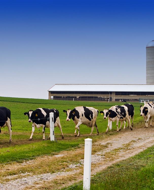 photo of cows on a farm field