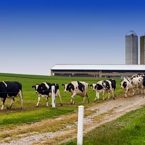 Image of cows on a farm