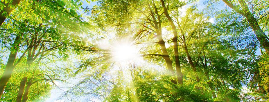 photo of sunshine through a forest