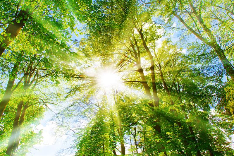 Photo of trees in the sunlights.