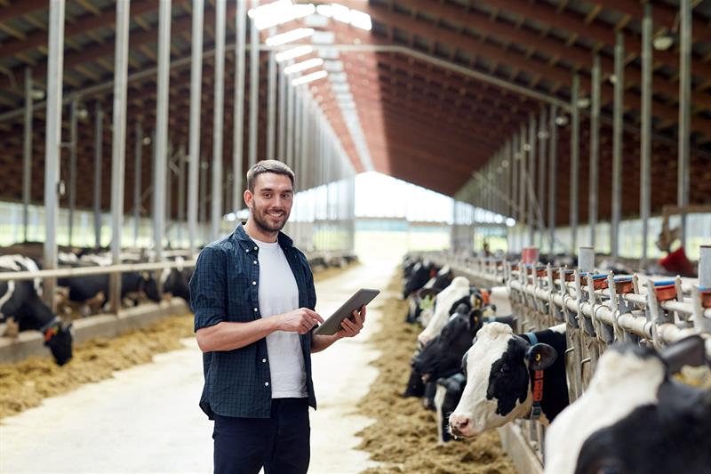 photo of a dairy farmer in his cow-filled barn using a tablet