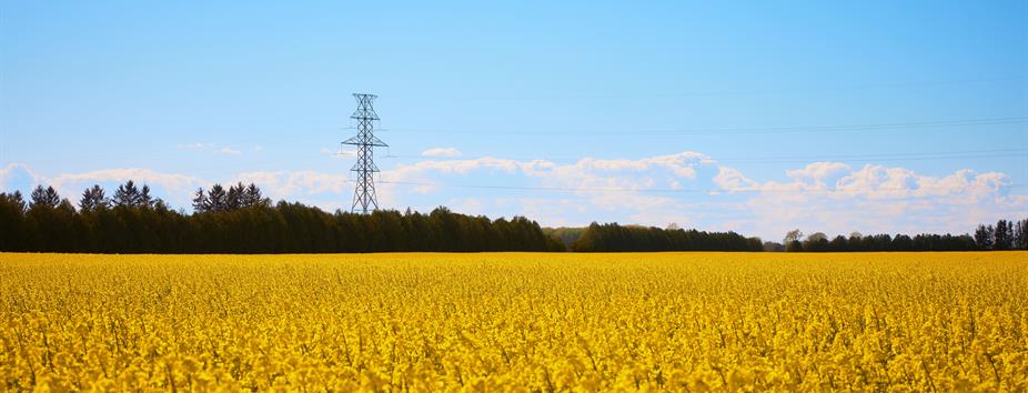 photo of a Hydro One transmission tower on the edge of a farmers field