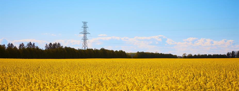 photo of a Hydro One transmission tower on the outskirts of a lush farm field