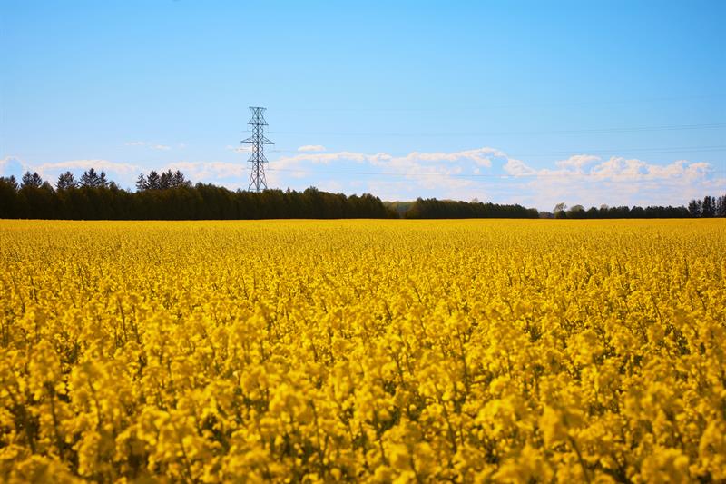 photo of a Hydro One transmission tower on the outskirts of a lush farm field