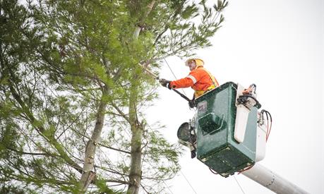 A Hydro One field worker cutting down a tree in a bucket truck