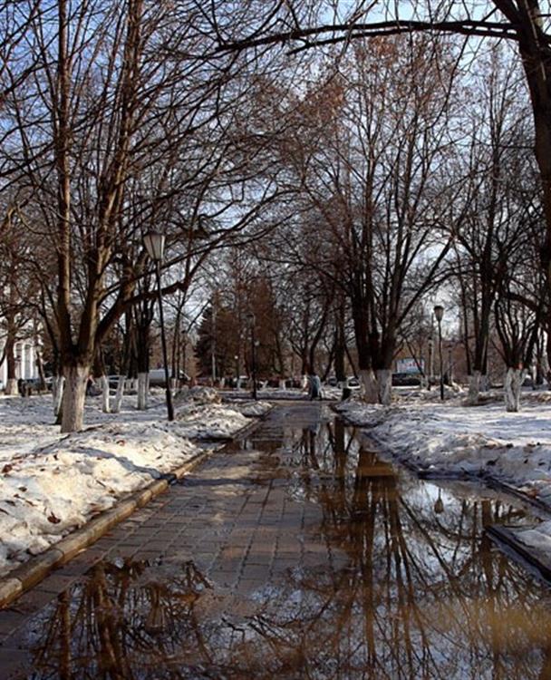 a flooded sidewalk lined by trees
