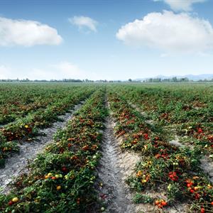 Image of a tomato field on a farm