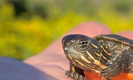 Photo: Turtles at Cootes Paradise in Hamilton