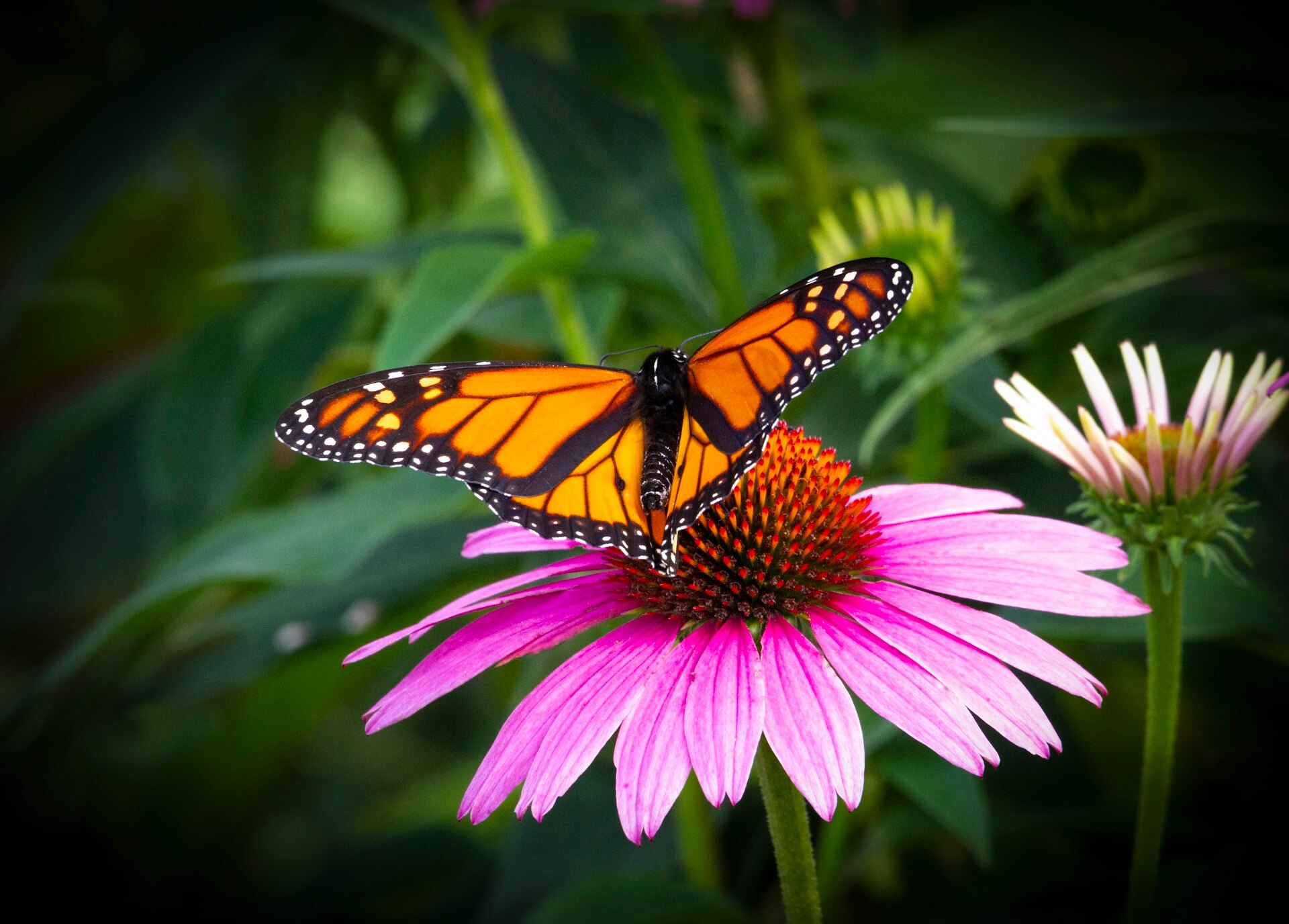 butterfly on a flower