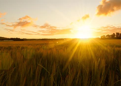 An open field at sunset