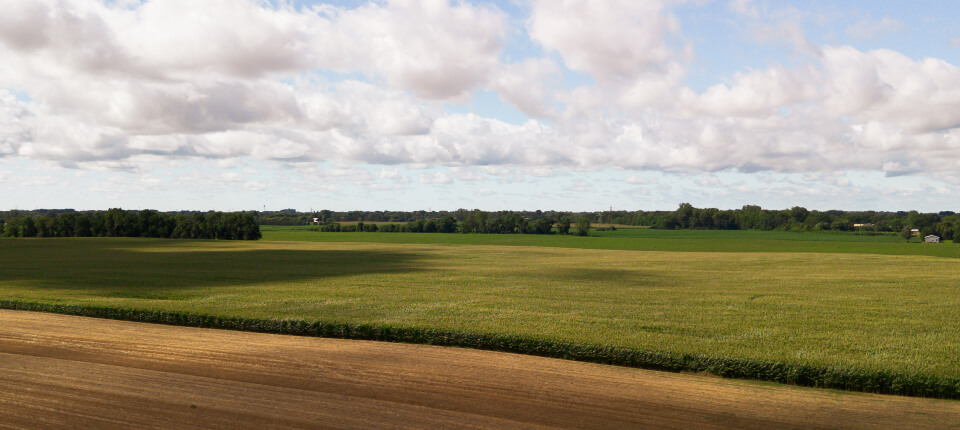 Open field