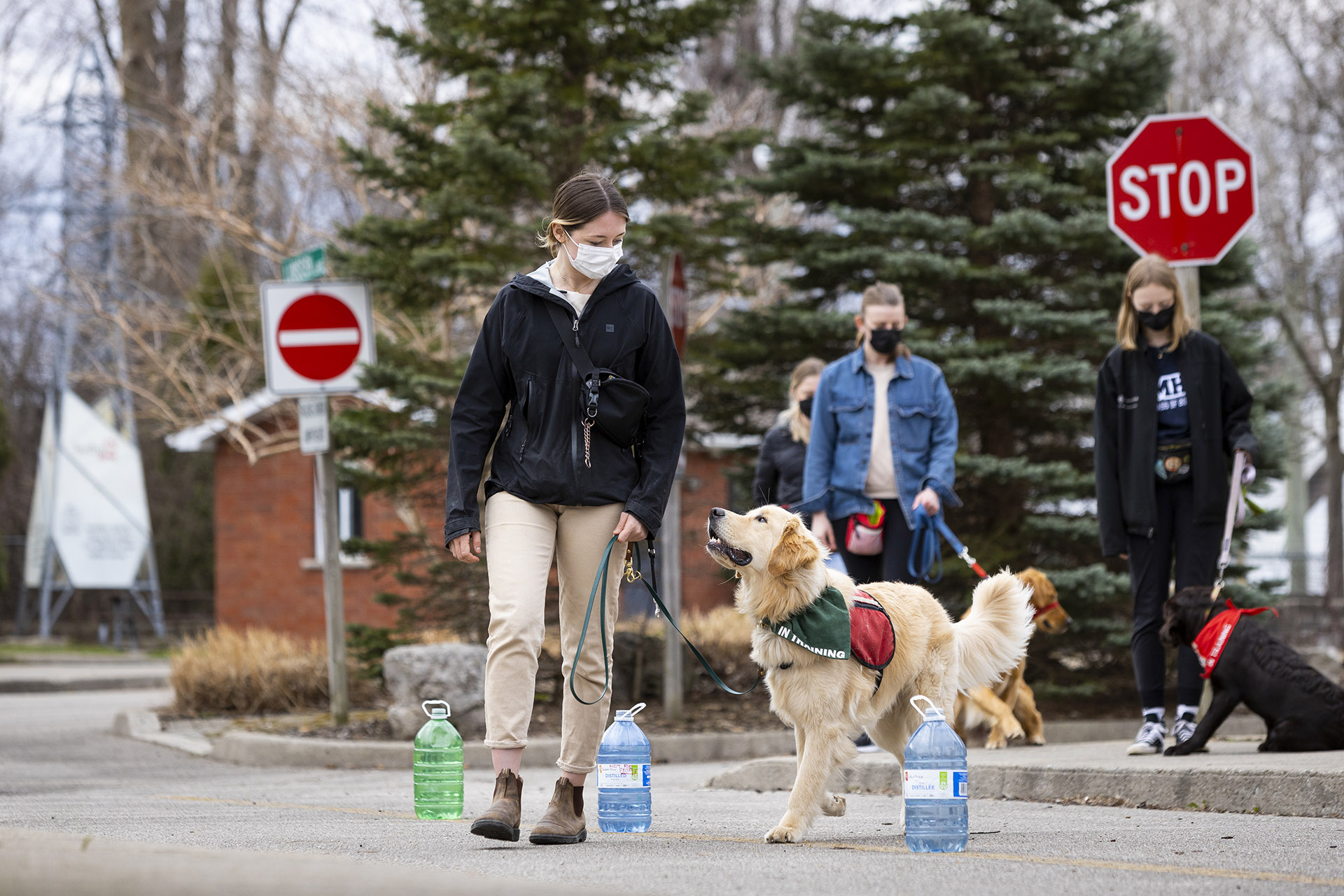 Service dog going for a walk.