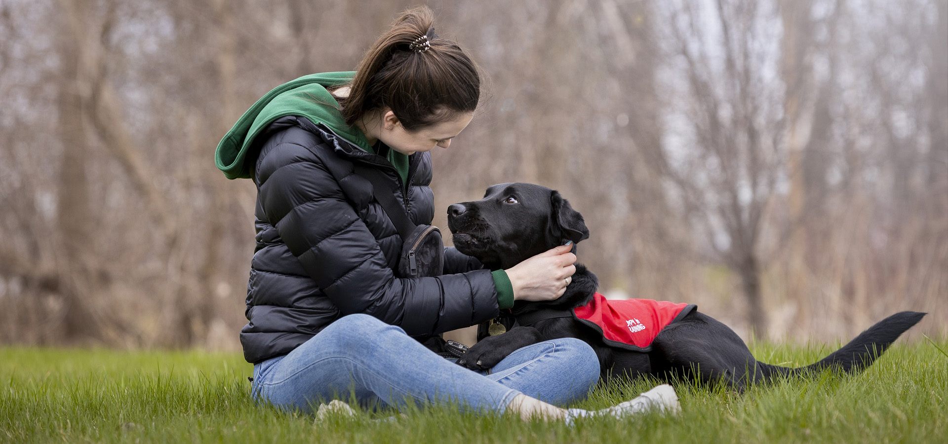 Service dog being petted.