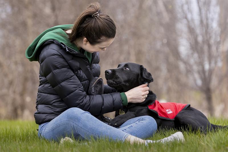 Service dog being petted.