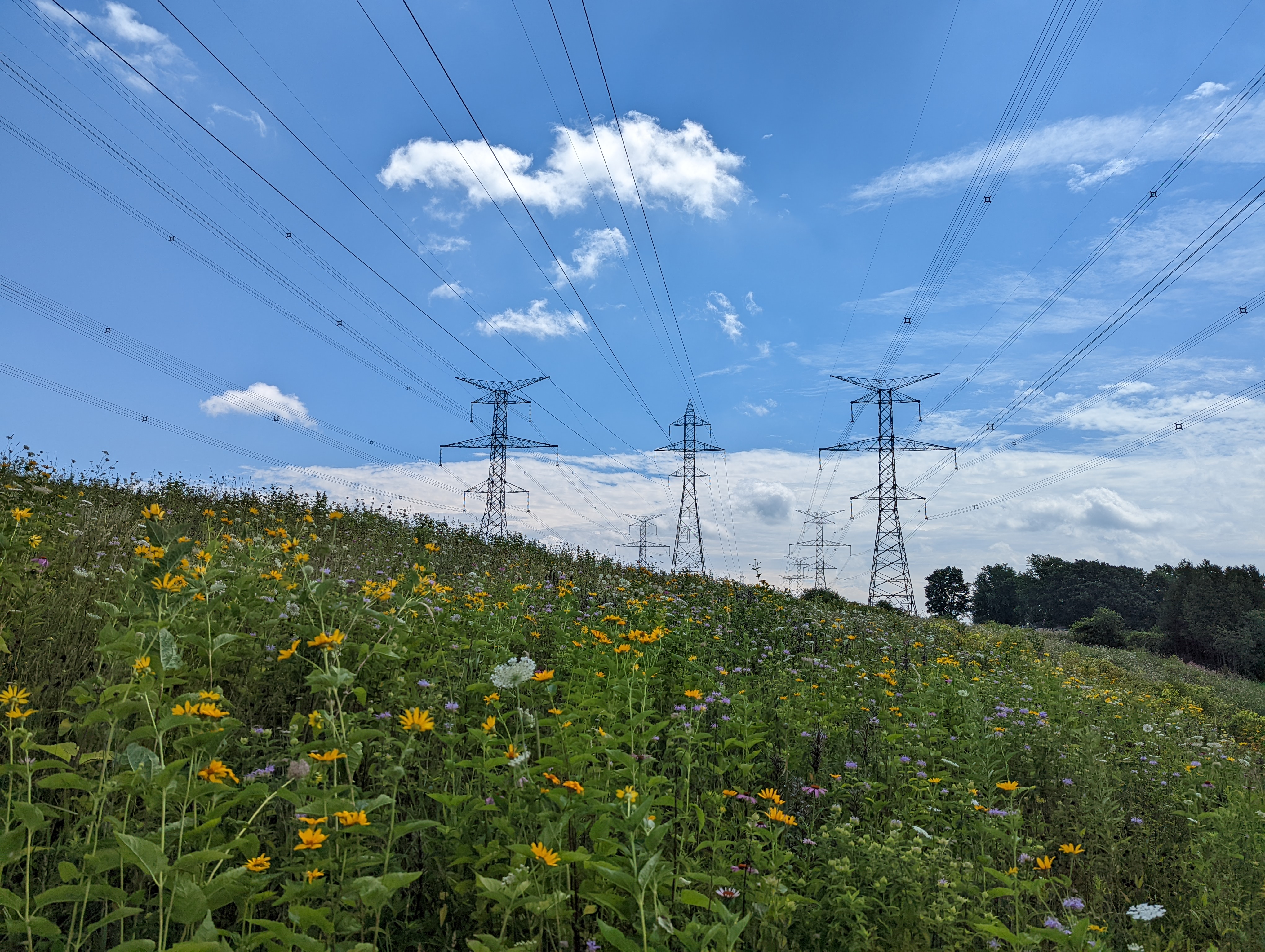 photo of a right-of-way filled with flowers with transmission towers in the background