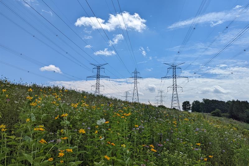 photo of pollinator flowers on a right of way