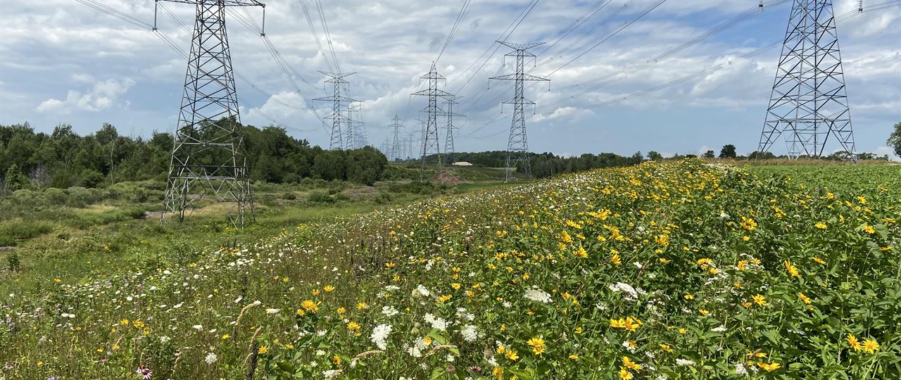 photo of a lush field near a transmission tower