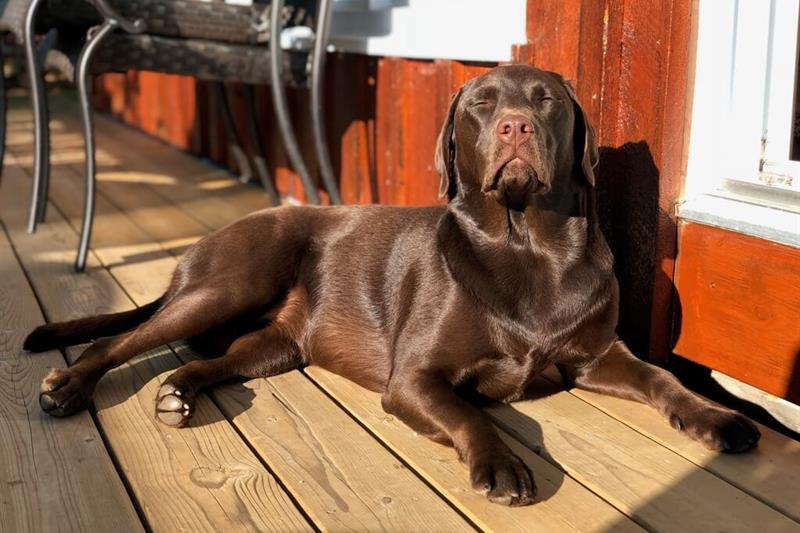 photo of a dog basking in the sunshine on a deck at the cottage