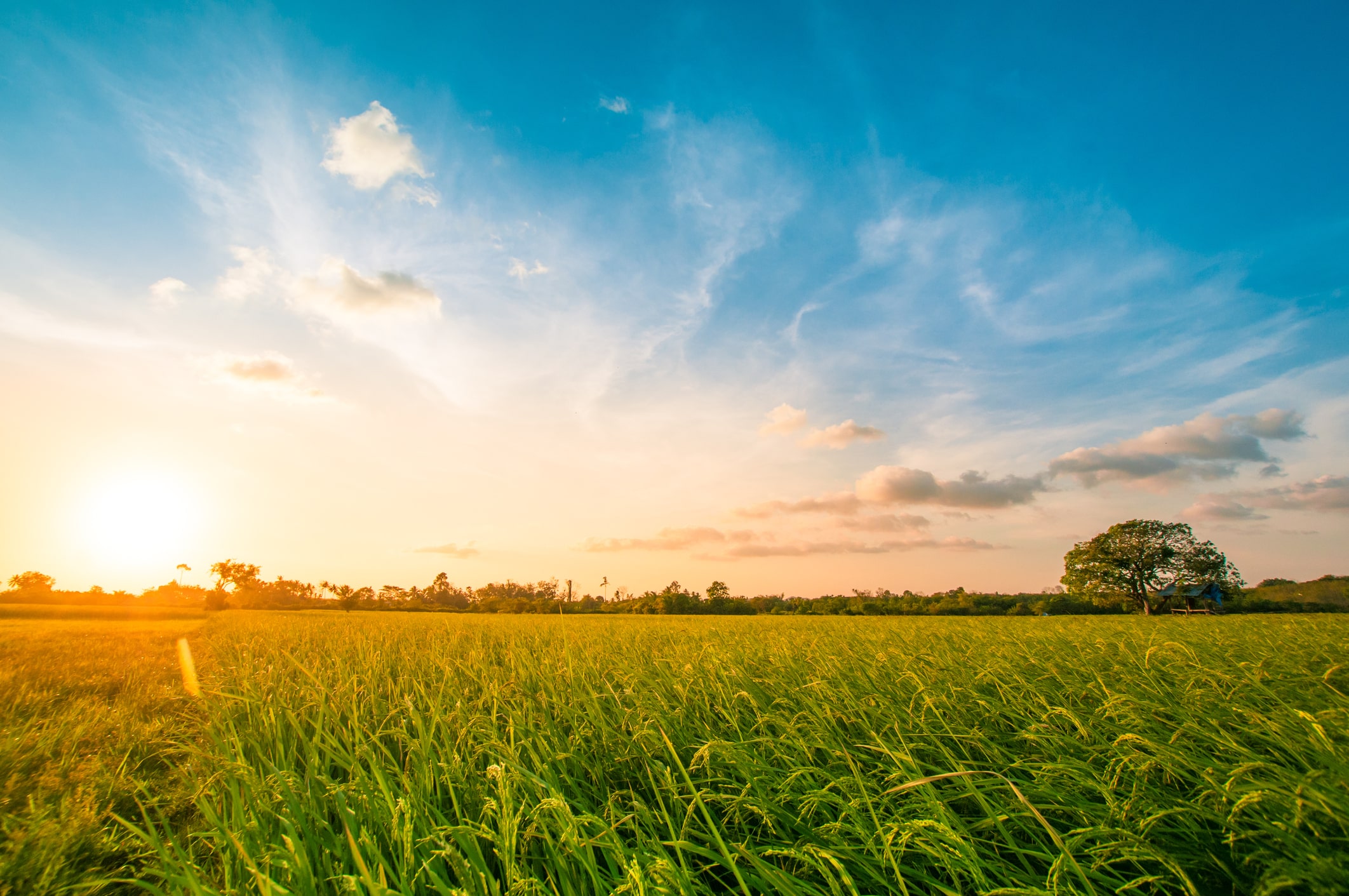 a grassy field with blue skies and a sunset in the distance