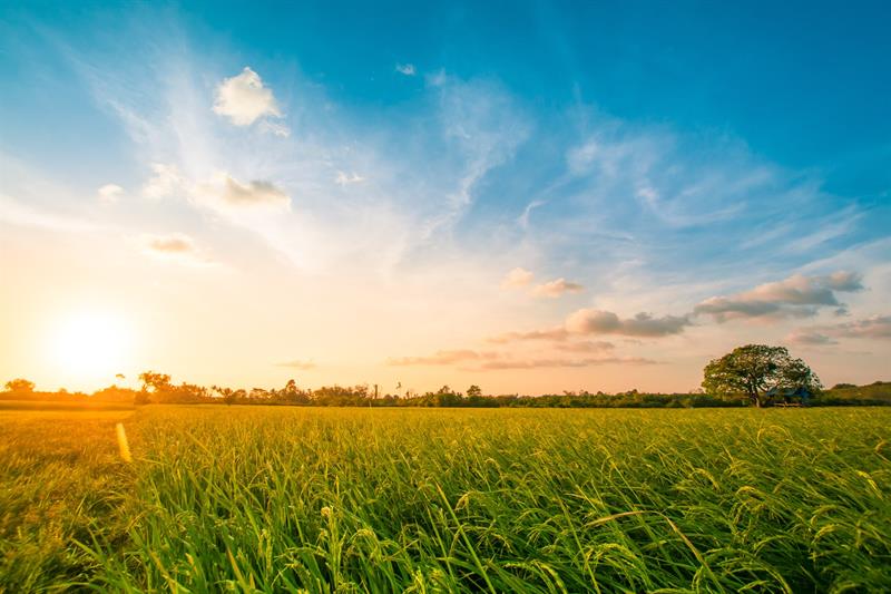 A sunny field during sunset