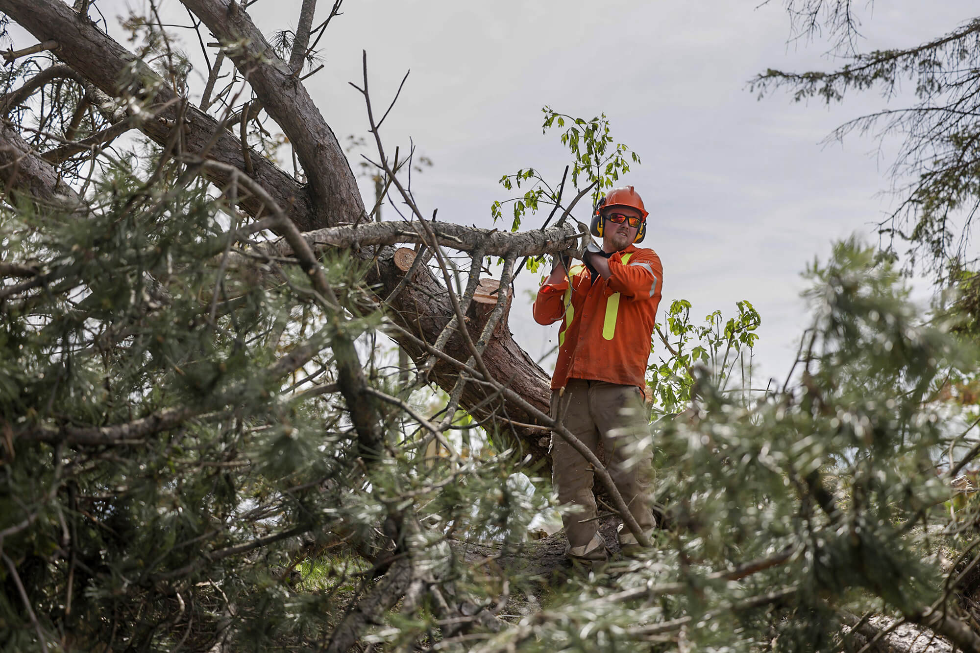 Image of a lineman sawing tree branches.