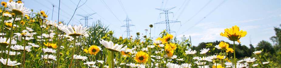 photo of a field with transmission towers in the background