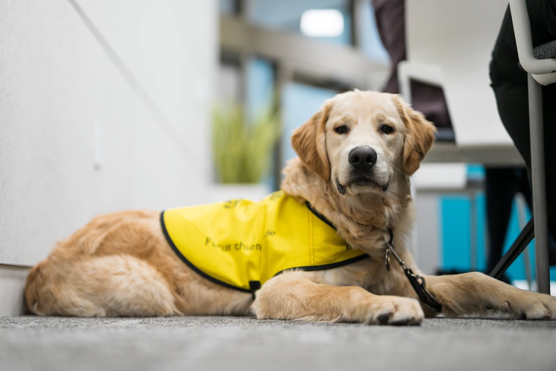 Guide dog in training