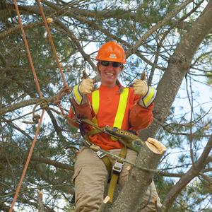 photo of a Hydro One Forestry employee in a tree