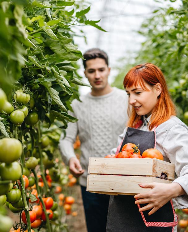 photo of two greenhouse workers holding a basket of fresh tomatoes