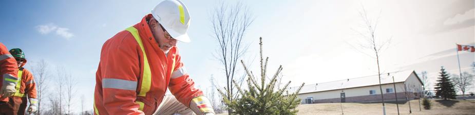 Photo of a Hydro One worker planting trees