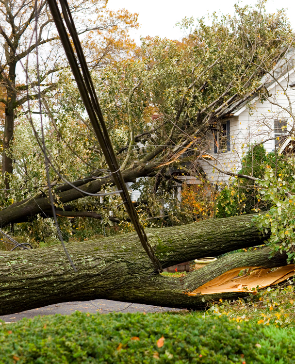 Fallen tree near a house