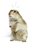 Image of a gopher