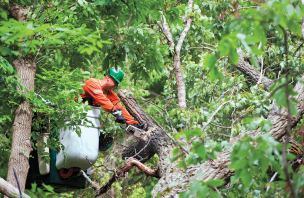 Tree Trimming Service