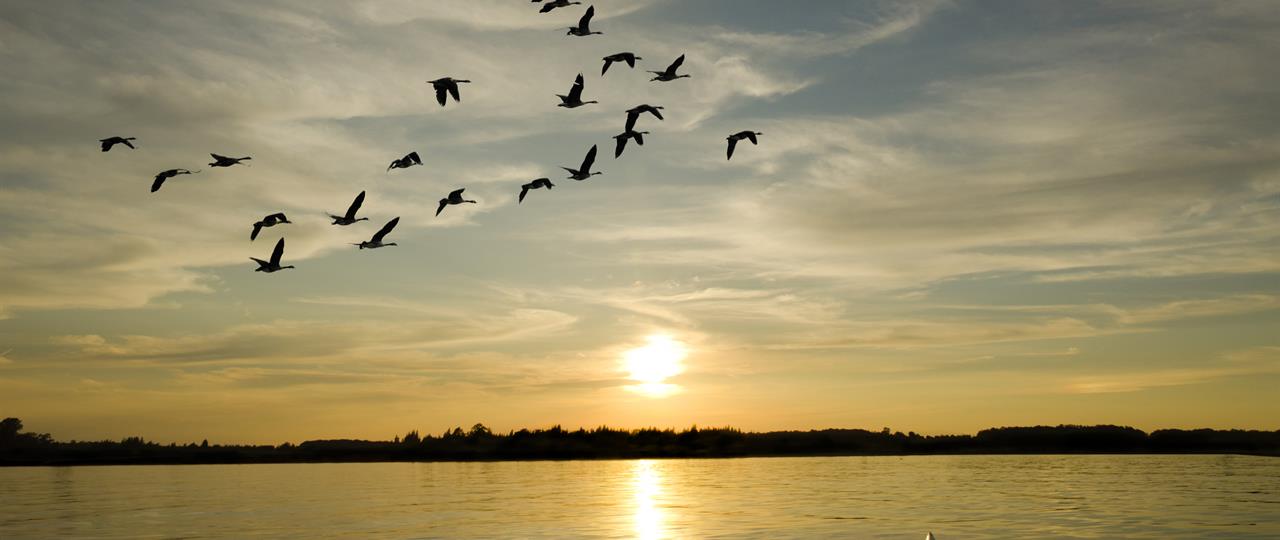 photo of birds flying in formation