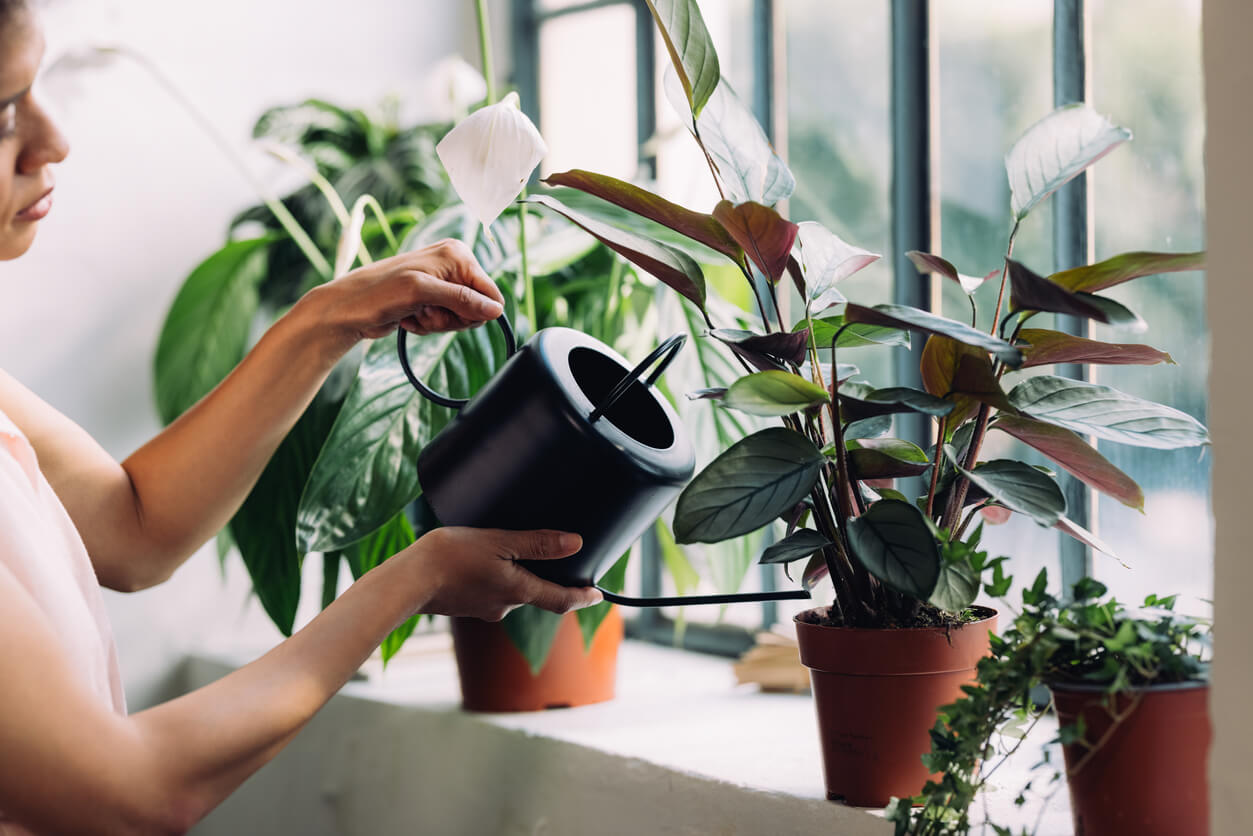 Indoor plants being watered