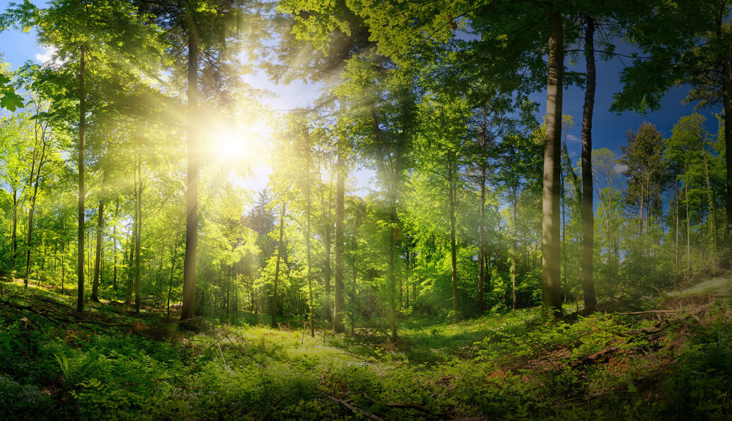 forest