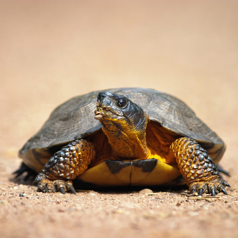 Photo of a Wood Turtle